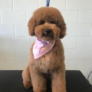 Meet your Posher, Pam